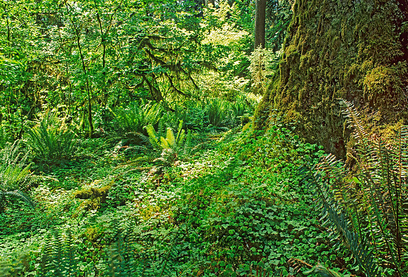 TEMPERATE RAIN FOREST 133101z