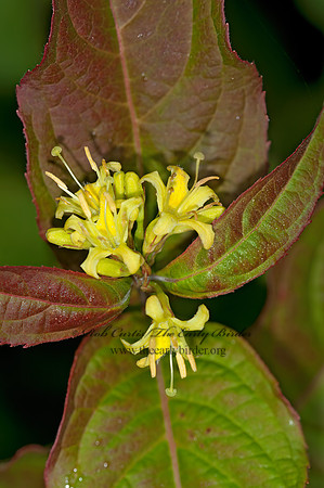 Diervilla lonicera  NORTHERN  BUSH HONEYSUCKLE 3013962z