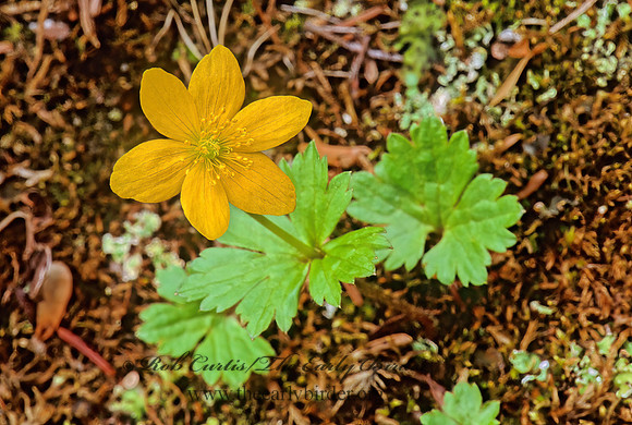 Anemone richardsonii  YELLOW THIMBLEWEED 242819z
