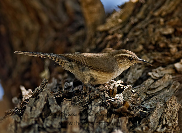 Thyromanes bewickii  BEWICK'S WREN 6026703z