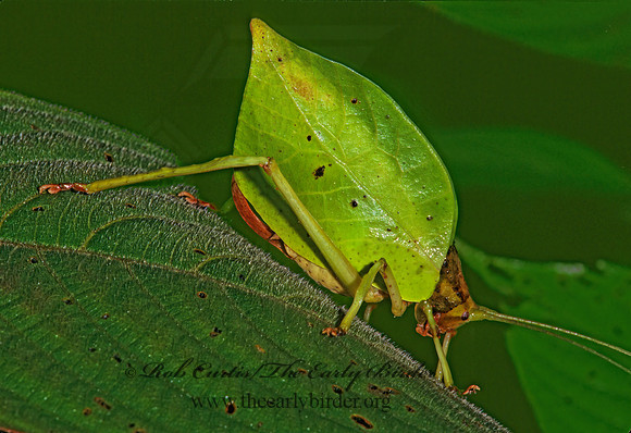 Mimetica viridifolia DEAD-LEAF KATYDID 198426z