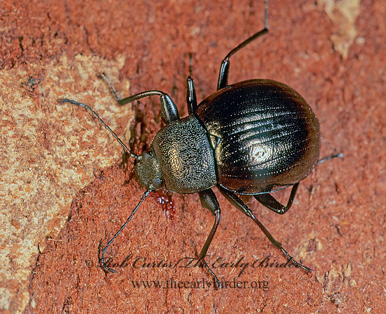 Meracantha contracta 171231 z