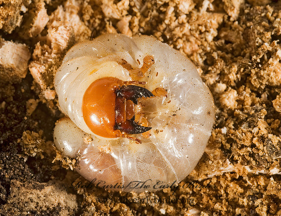 Lucanus capreolus~ 8015558z