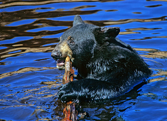 Ursus americanus  BLACK BEAR  302036z