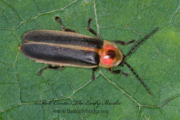 Photinus  FIREFLY 6009115 z