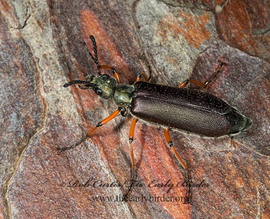 Lytta aeneus 6003140 z
