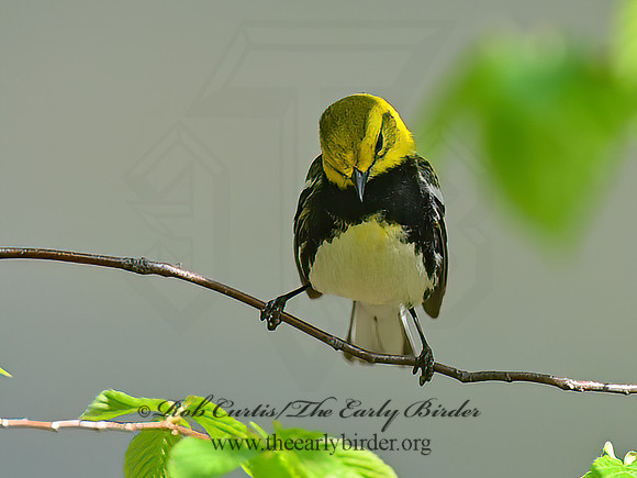 Setophaga virens  BLACK-THROATED GREEN WARBLER 1302381+z