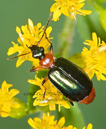 Lebia viridipennis 6014888 z