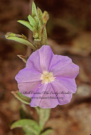 Evolvulus nuttallianus   DWARF MORNING GLORY 94512z