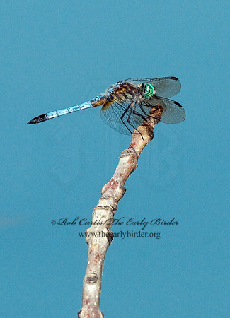 Pachydiplax longipennis BLUE DASHER 3002684