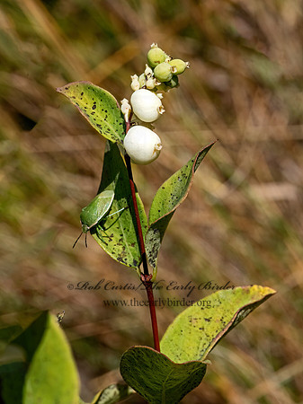Symphoricarpos occidentalis  WESTERN SNOWBERRY 3024825z