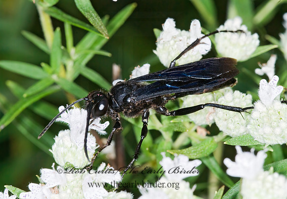 Sphex pennsylvanicus  GREAT BLACK DIGGER WASP 6012578z