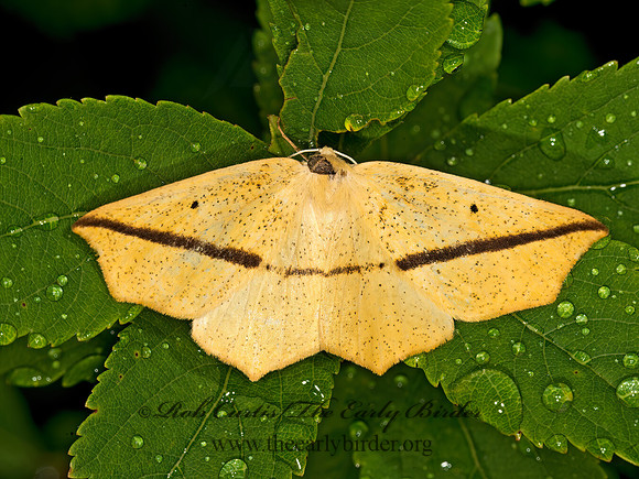 Tetracis crocallata  YELLOW SLANT-LINE MOTH 9033907z