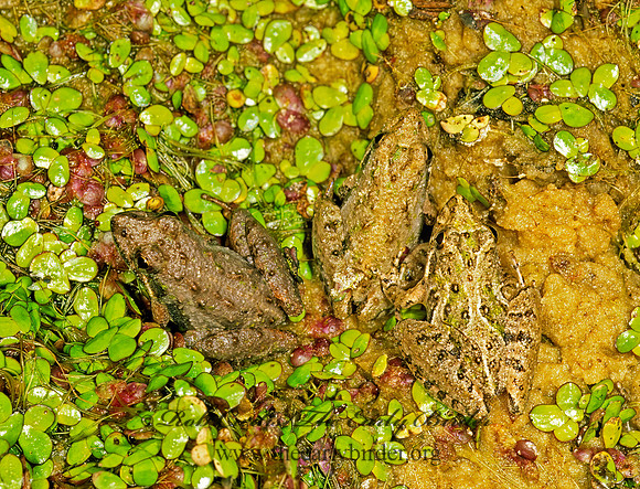 Acris gryllus dorsalis  FLORIDA CRICKET FROG 260822 z