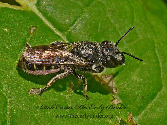 Megachile campanulae  BELLFLOWER RESIN BEE 1305162z