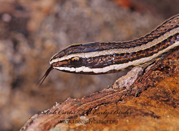 Conophis lineatus  GUARDA CAMINO 197337z