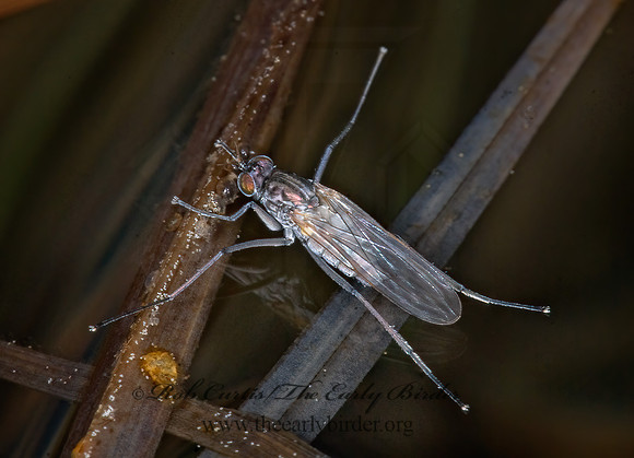 Hydrophorus  LONGLEGGED FLY 7010437z