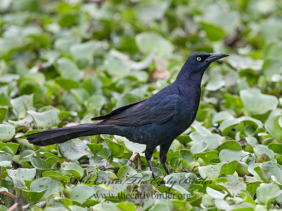 Quiscalus mexicanus  GREAT-TAILED GRACKLE 3029007z