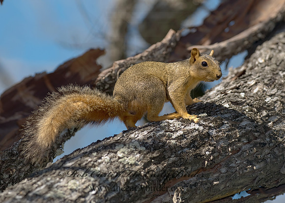 Sciurus niger  FOX SQUIRREL 7005608z