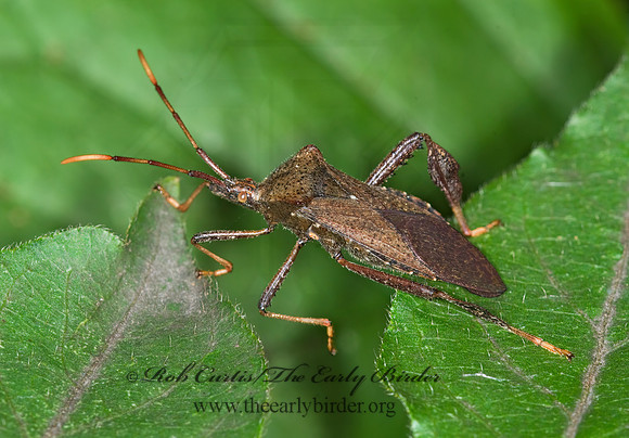 Acanthocephala terminalis 6010920 z