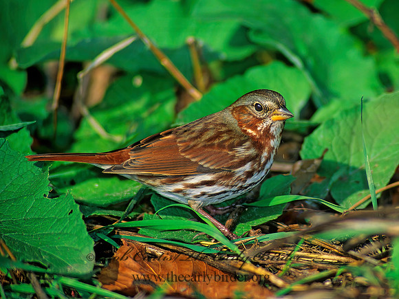 Passerella iliaca  FOX SPARROW 61109z