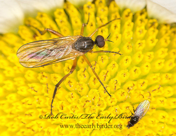 Rhamphomyia  DANCE FLY 9036180z