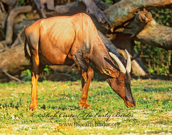 Alcelaphus buselaphus lelwel  LELWEL HARTEBEEST 1276811z