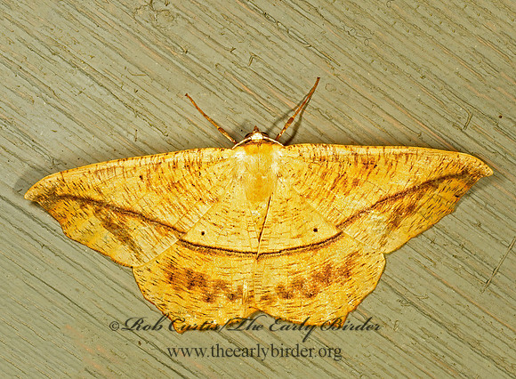 Prochoerodes lineola LARGE MAPLE SPANWORM 257917z