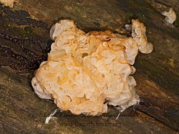Ductifera pululahuana WHITE JELLY FUNGUS 9088952z