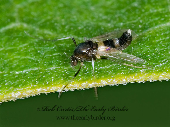 Cricotopus  NON-BITING MIDGE 6015752z