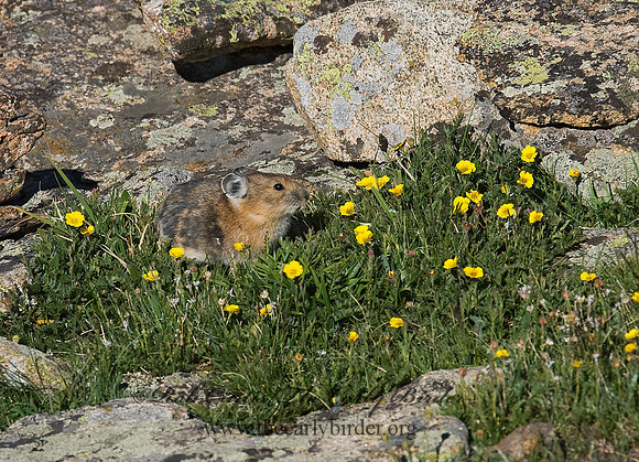 Ochotona princeps  AMERICAN PIKA 7010620z