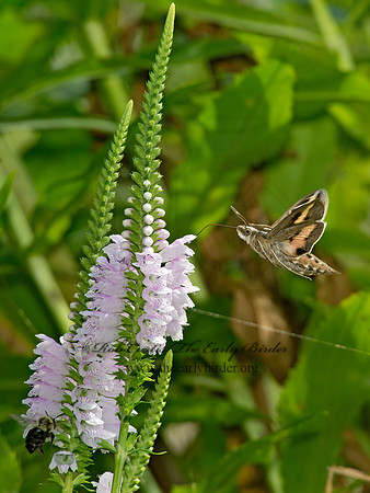 Hyles lineata  WHITE-LINED SPHINX 9014153 z