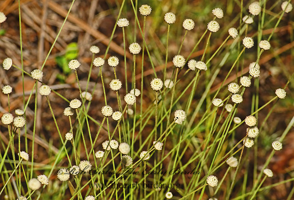 Syngonanthus flavidulus  HATPINS 22215z