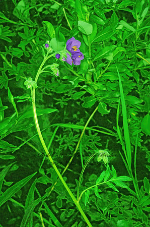 Polemonium acutiflora  TALL JACOB'S LADDER 243218z