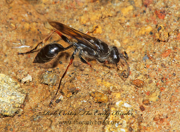 Isodontia mexicana 197937z