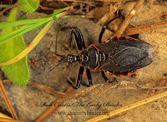 Apiomerus crassipes 173010z