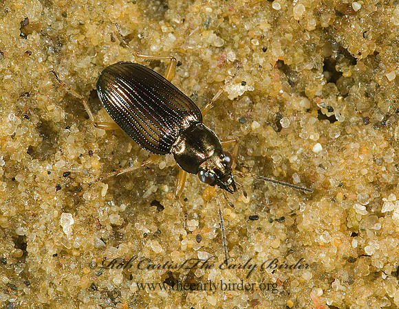Bembidion confusum  MINUTE GROUND BEETLE 5014382z