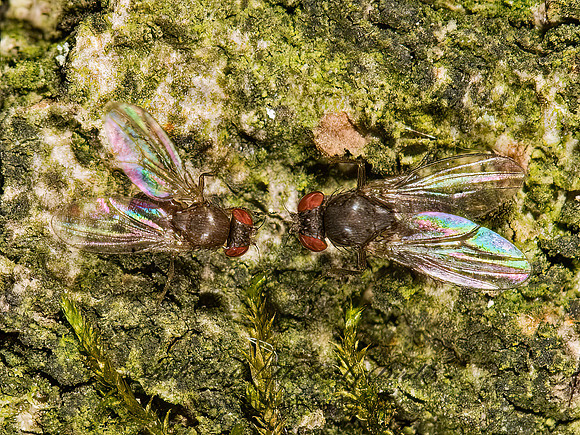 Drosophila VINEGAR FLY 8014438z