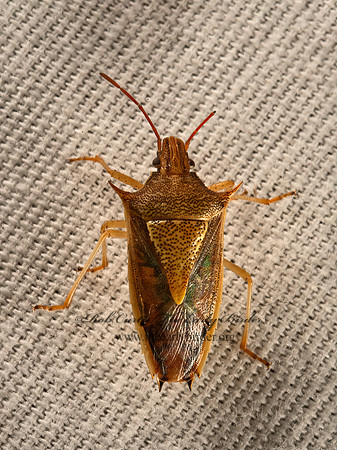 Oebalus pugnax  RICE STINKBUG 9051309z