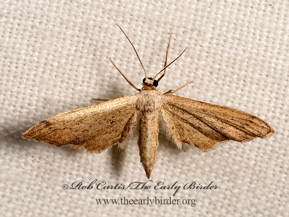 Euacidalia  STERRHINI GEOMETER 3032096z