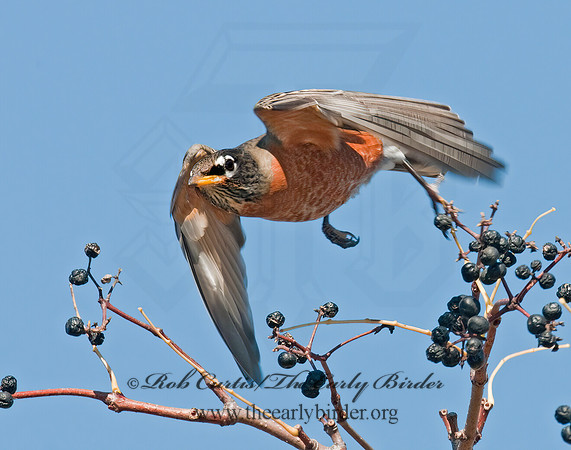 Turdus migratorius  AMERICAN ROBIN 3004642z