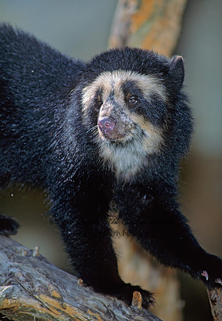Tremarctos ornatus  SPECTACLED BEAR 79210.1z