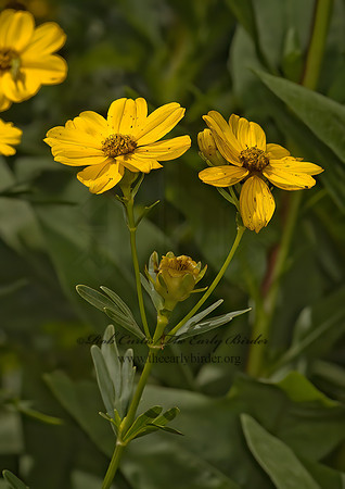 Coreopsis palmata  PRAIRIE COREOPSIS 5010662z