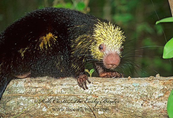 Coendou prehensilis  PREHENSILE TAIL PORCUPINE 197917z