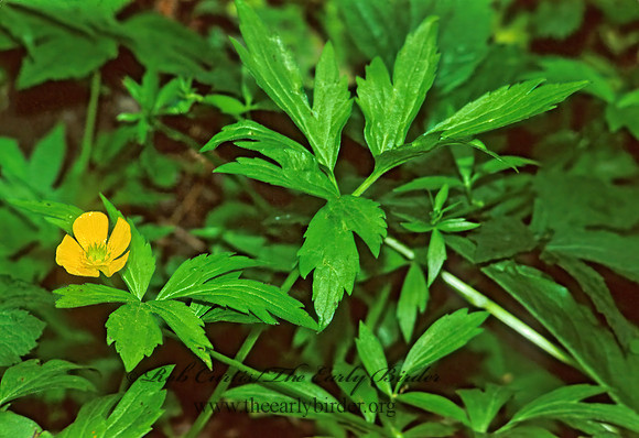 Ranunculus septentrionalis  SWAMP BUTTERCUP 280427z