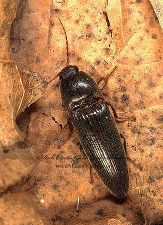 Melanotus similis 155018z