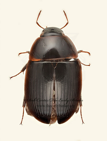 Helocombus bifidus  WATER SCAVENGER BEETLE 9020348z