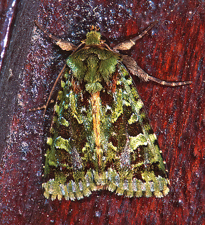 Paratrachea AMPHYPYRINAE OWLET MOTH 198226z