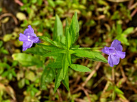 Mimulus ringens SQUARE-STEMMED MONKEY FLOWER 9040559z