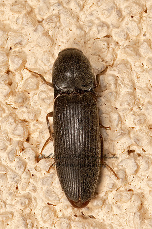 Dipropus  CLICK BEETLE 3036237z